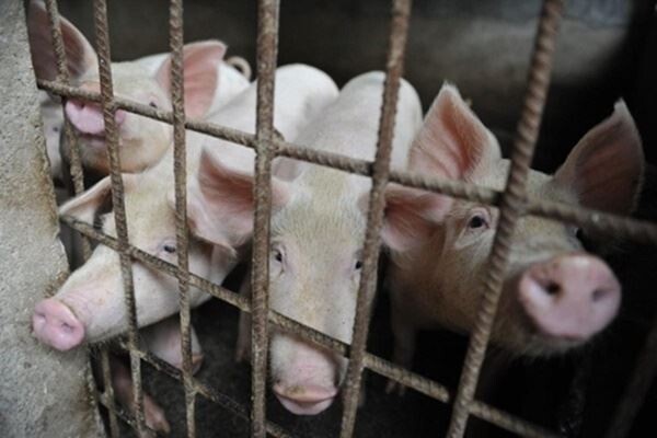 북한의 아프리카돼지열병(African Swine Fever, ASF) 발병 사실이 확인되면서 국내 유입 가능성에 대한 우려가 커지고 있다.[사진=연합뉴스]